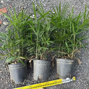 棕竹20-200高，7斤袋，盆苗，规格齐全，基地直销一手货源