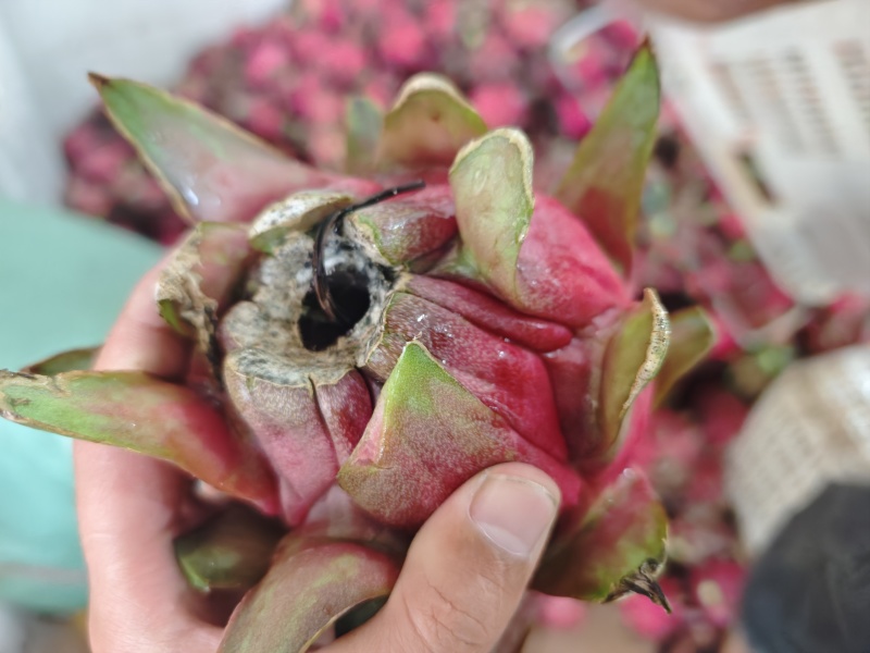 果腊山火龙果