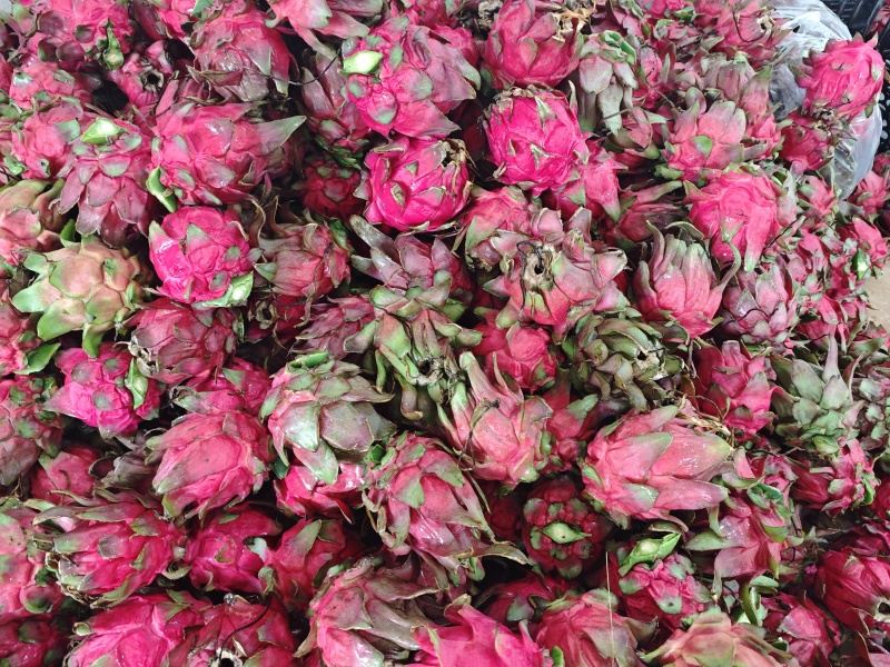 果腊山火龙果