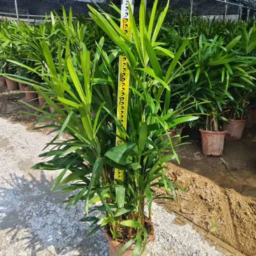 棕竹20-200高，规格齐全，基地直销，一手货源，大量出售