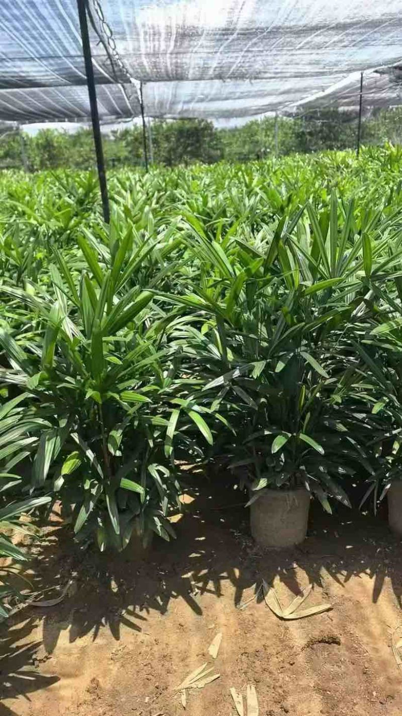 棕竹20-200高，规格齐全，基地直销，一手货源，大量出售