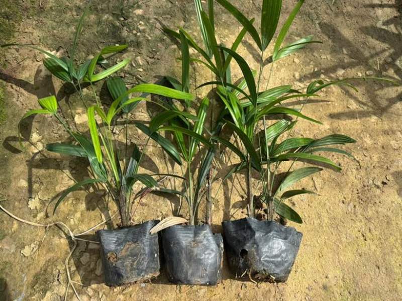 棕竹20-200高，规格齐全，基地直销，一手货源，大量出售