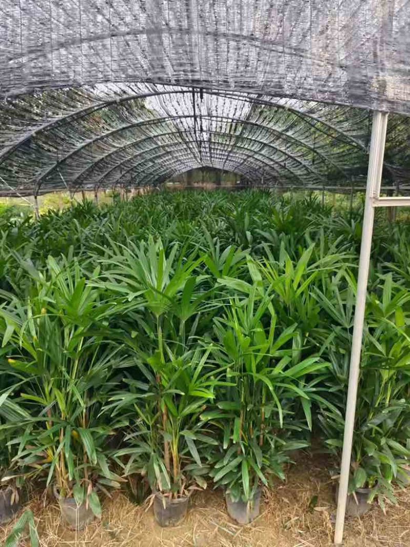 棕竹20-200高，规格齐全，基地直销，一手货源，大量出售