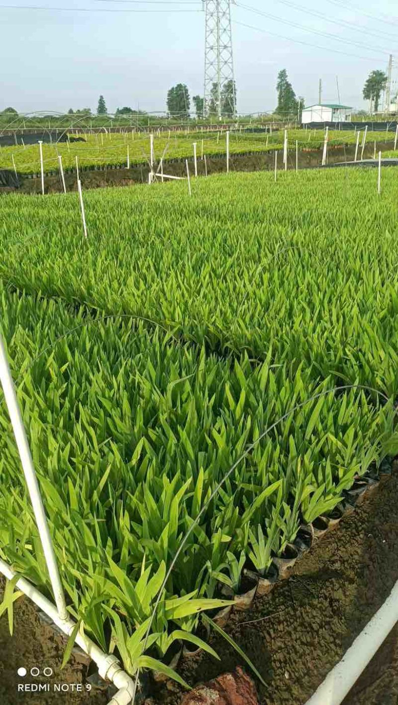射干20-50高，基地直销，一手货源，无中间商赚差价