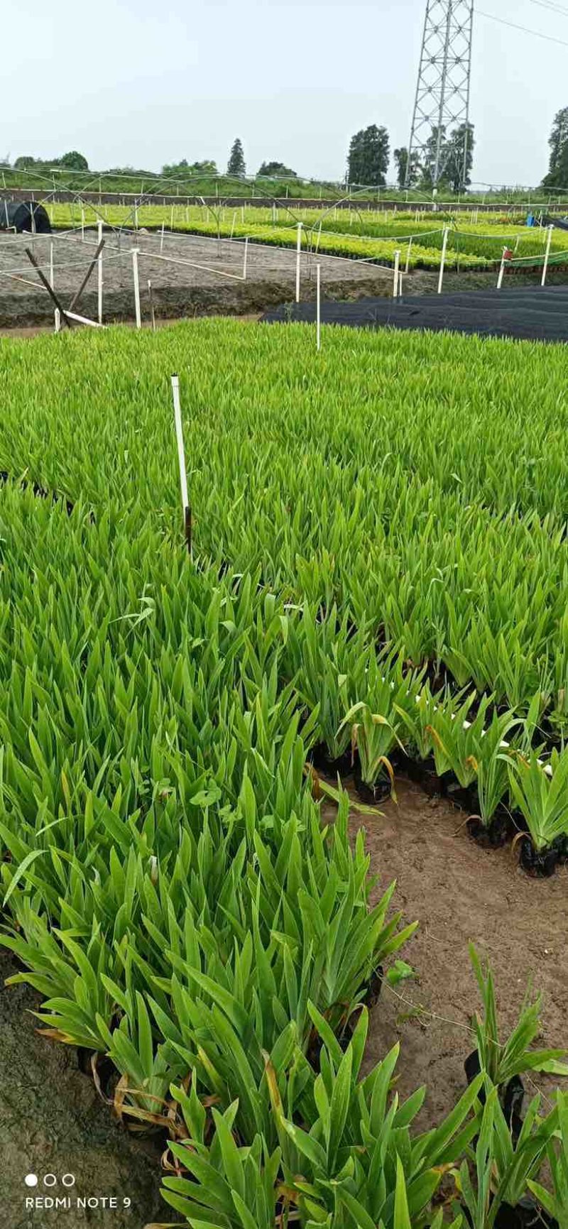 射干20-50高，基地直销，一手货源，无中间商赚差价
