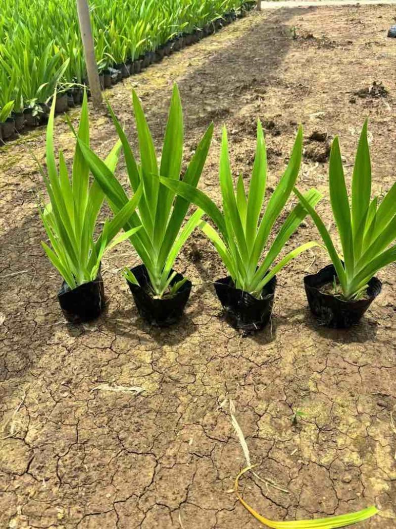 射干苗20-50高，规格齐全，基地直销，一手货源，大量出售