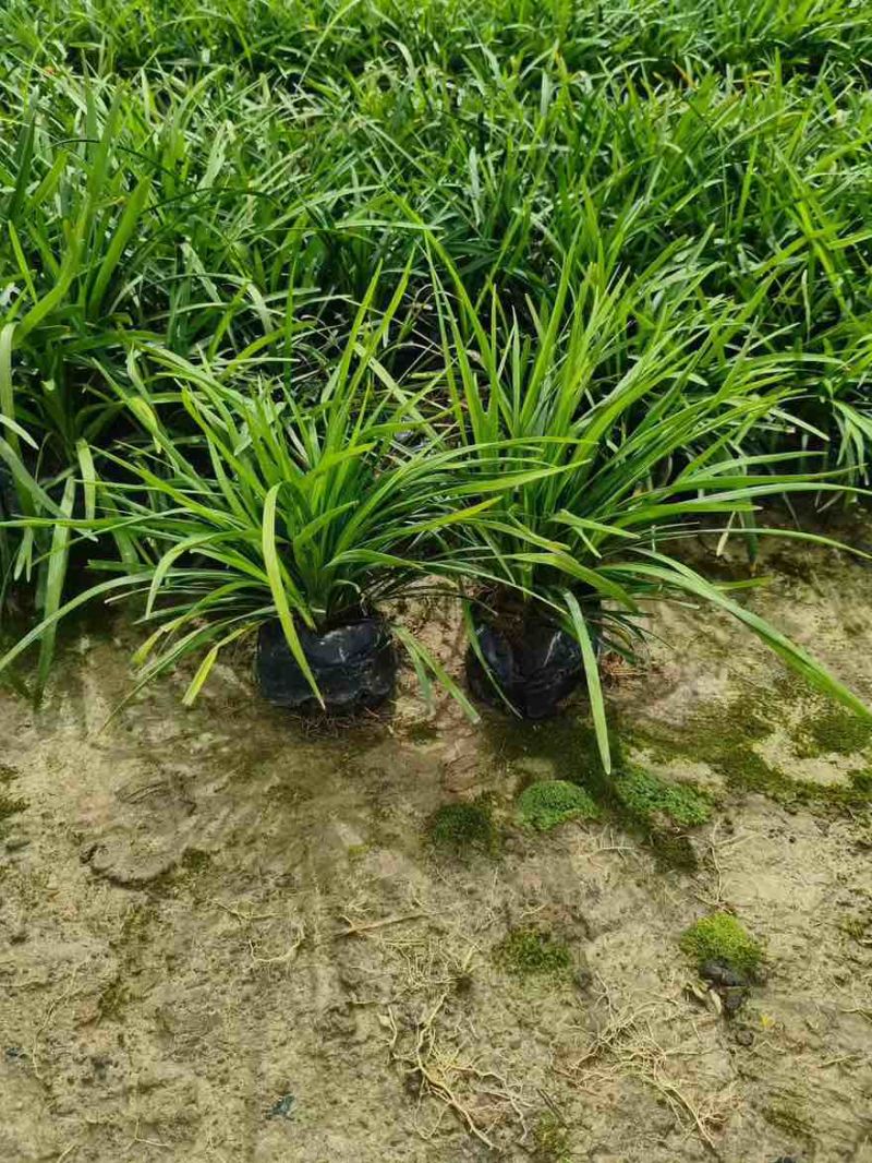 麦冬10-25高，基地直销，一手货源，规格齐全，大量低价出售
