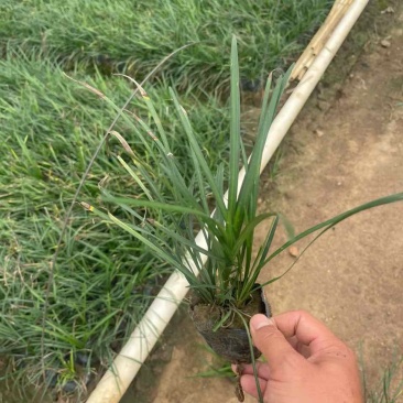 麦冬苗10-30高，基地直销，一手货源，无中间商赚差价