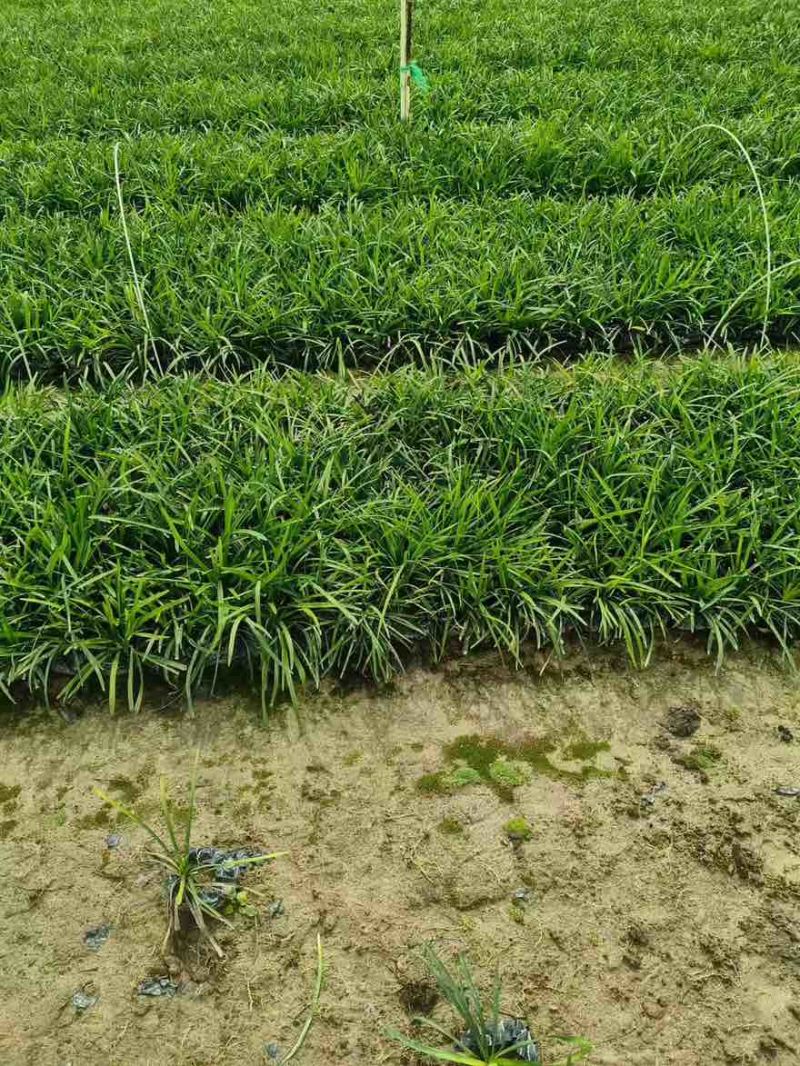 麦冬苗10-30高，基地直销，一手货源，无中间商赚差价