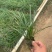 麦冬苗10-30高，规格齐全，基地直销，一手货源，大量现货出