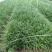 麦冬苗10-30高，规格齐全，基地直销，一手货源，大量现货出