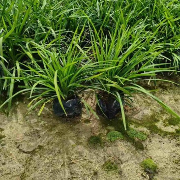 麦冬苗10-30高，规格齐全，基地直销，一手货源，大量现货出