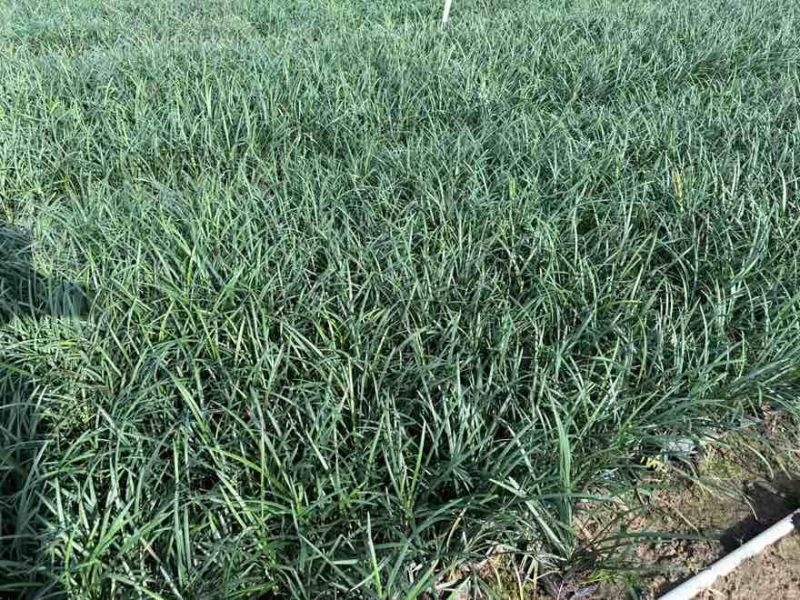 麦冬苗10-30高，规格齐全，基地直销，一手货源，大量现货出