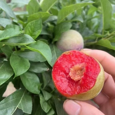 桃形李大中小规格都有