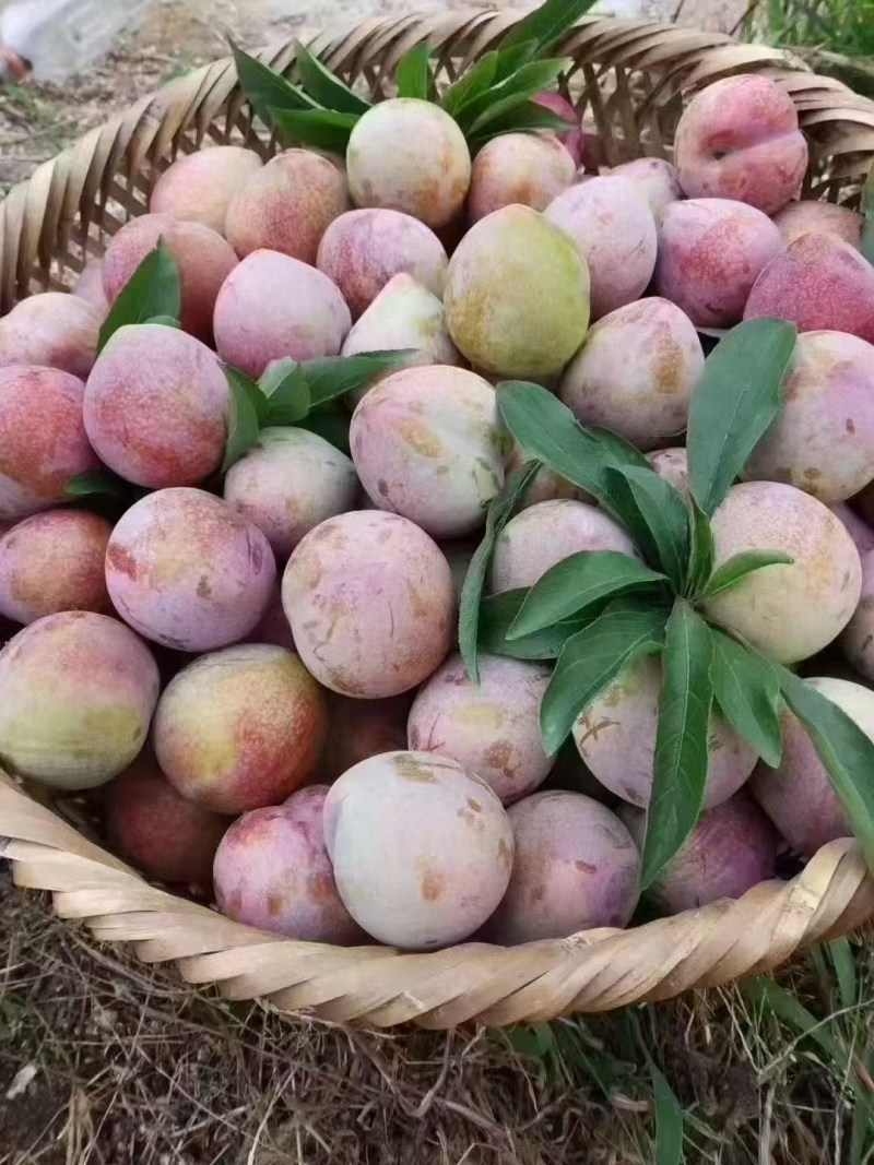 桃形李大中小规格都有