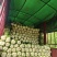 云南山地黄心白菜