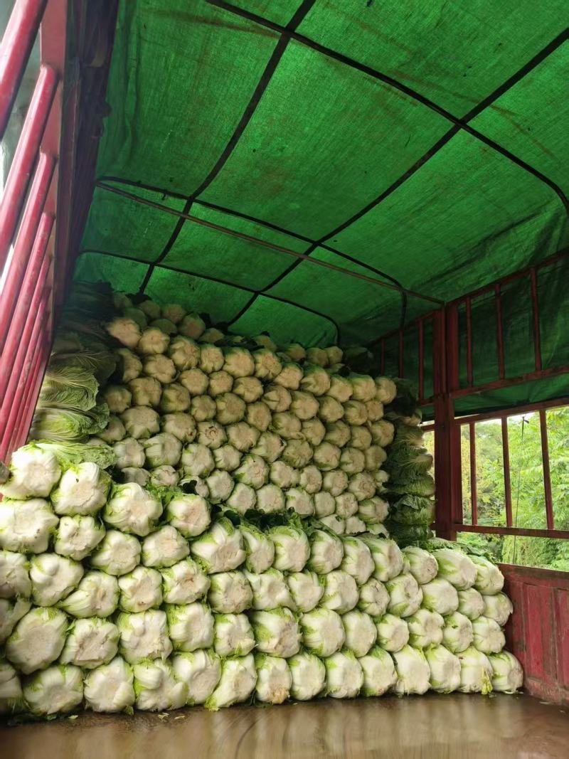 云南山地黄心白菜
