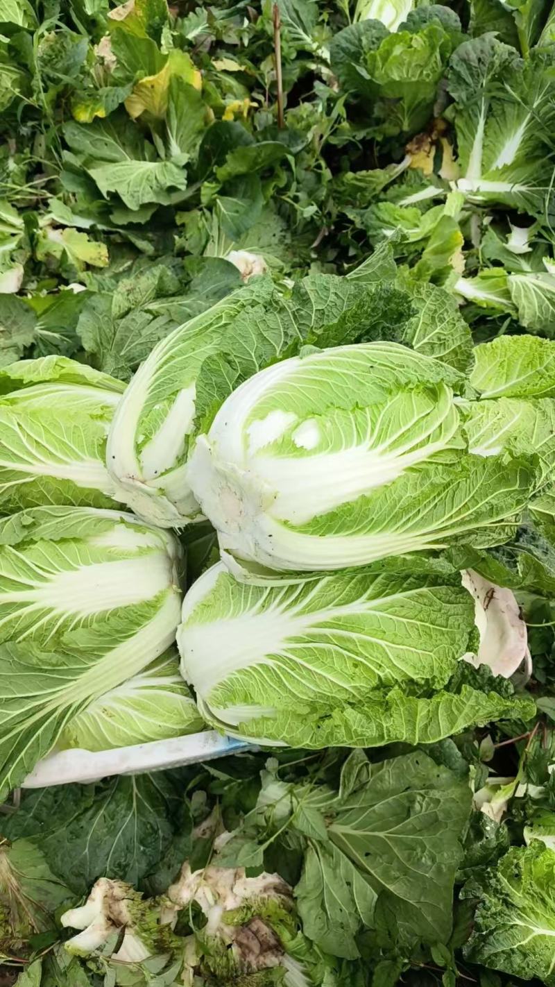 云南山地黄心白菜