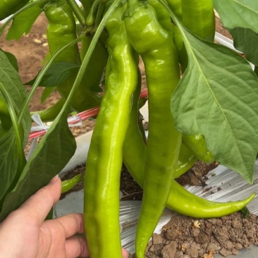 鲜辣椒尖椒绿皮尖椒，通货精品大量有货