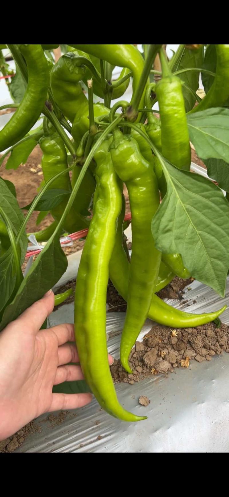 鲜辣椒尖椒绿皮尖椒，通货精品大量有货