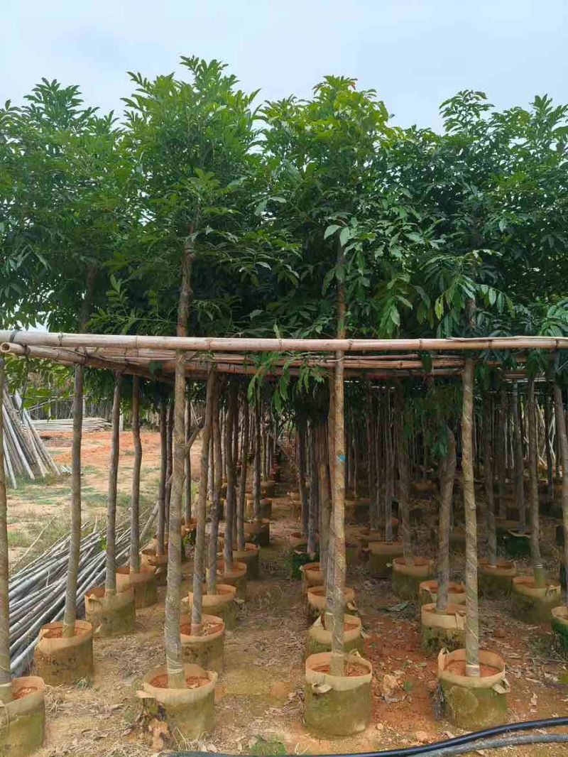 海南红豆3-18分，规格齐全，基地直销，一手货源，大量出售