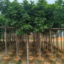 海南红豆3-18分，规格齐全，基地直销，一手货源，大量出售