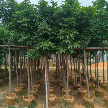海南红豆3-18分，规格齐全，基地直销，一手货源，大量出售
