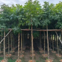 海南红豆3-20分，基地直销，一手货源，规格齐全，大量出售