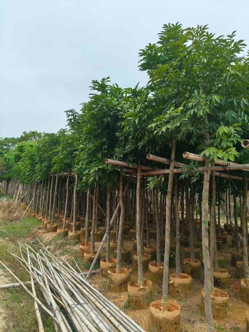 海南红豆3-20分，基地直销，一手货源，规格齐全，大量出售
