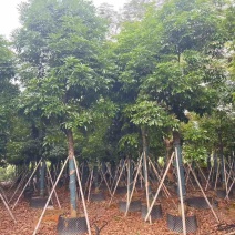 海南红豆3-18分，规格齐全，一手货源，基地直销，欢迎选购