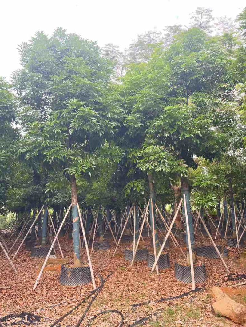 海南红豆3-18分，规格齐全，一手货源，基地直销，欢迎选购