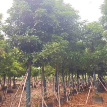 海南红豆5-20分，基地直销，一手货源，无中间商赚差价