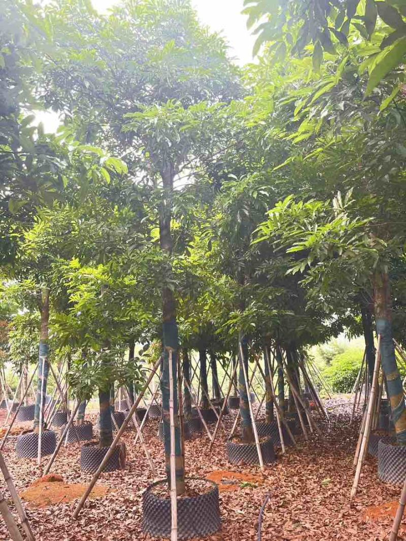 海南红豆5-20分，基地直销，一手货源，无中间商赚差价
