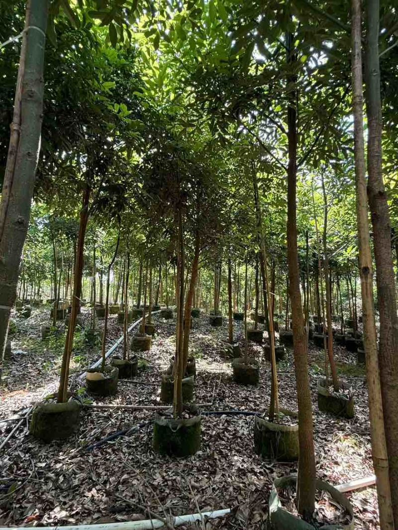 海南红豆原生苗1-5分，基地直销，一手货源，无中间商赚差价