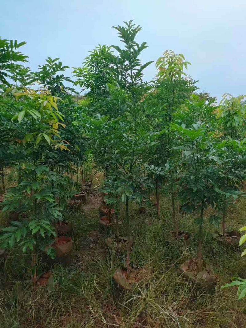 海南红豆原生苗1-5分，基地直销，一手货源，无中间商赚差价