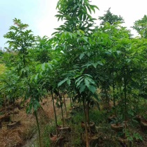 海南红豆原生苗1-5分，基地直销，一手货源，无中间商赚差价