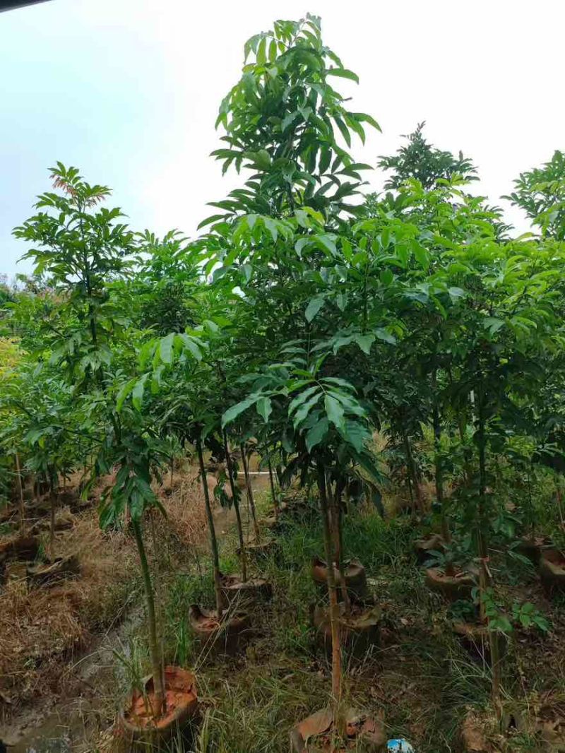 海南红豆原生苗1-5分，基地直销，一手货源，无中间商赚差价