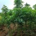 海南红豆原生苗1-5分，一手货源，基地直销，大量低价出售