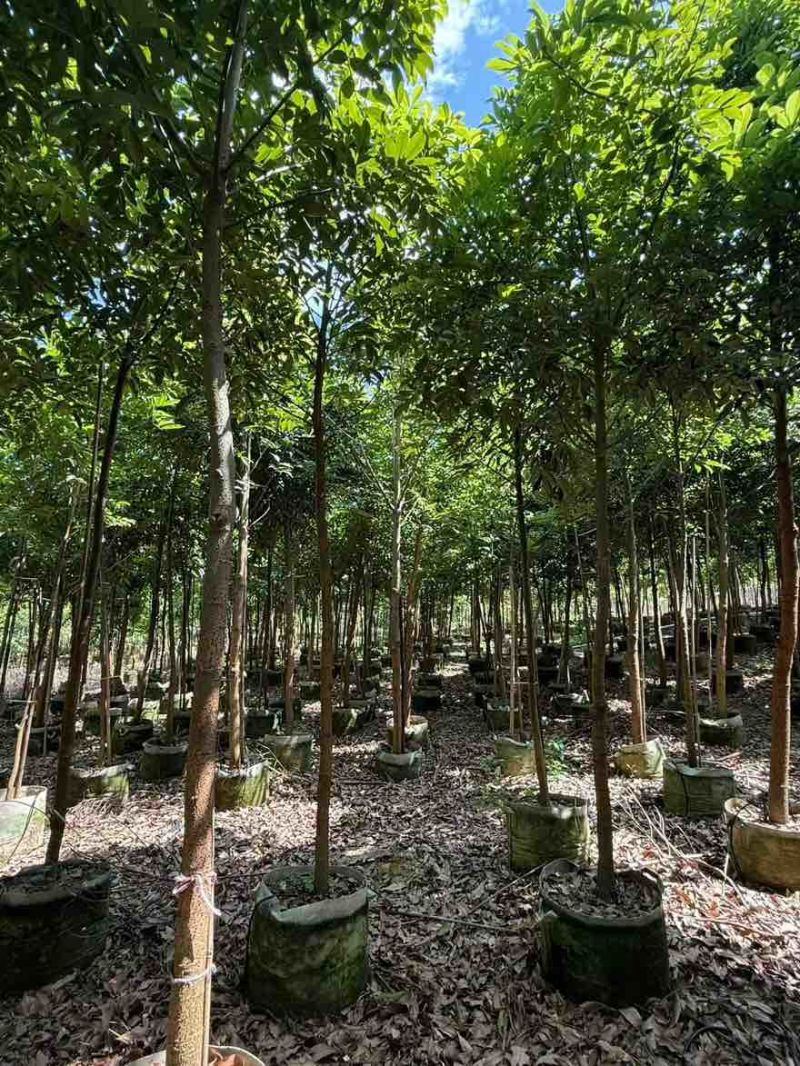 海南红豆原生苗1-5分，一手货源，基地直销，无中间商赚差价