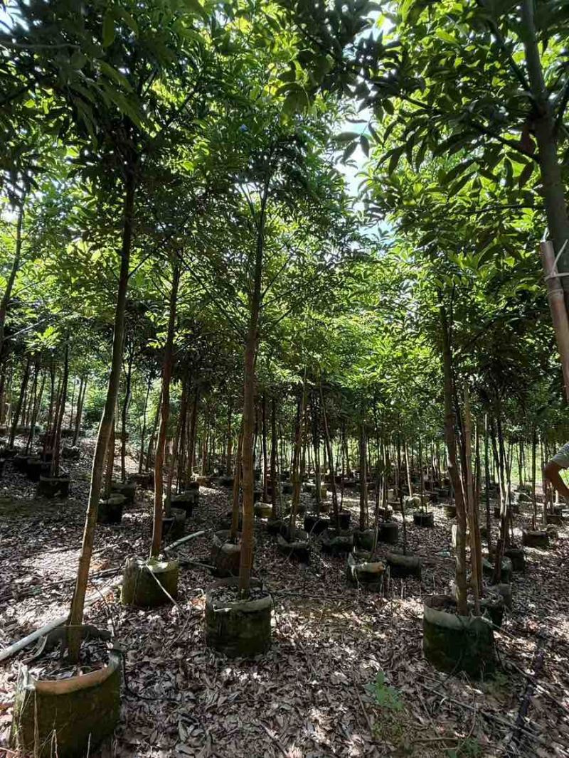 海南红豆原生苗1-5分，一手货源，基地直销，无中间商赚差价