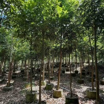 海南红豆原生苗1-5分，一手货源，基地直销，无中间商赚差价