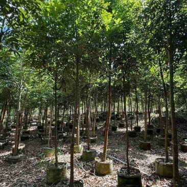 海南红豆原生苗1-5分，一手货源，基地直销，无中间商赚差价
