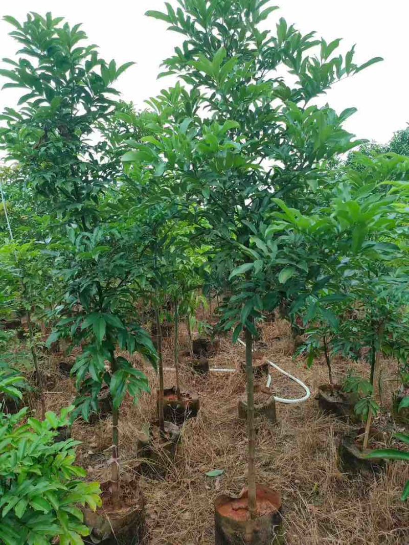 海南红豆原生苗1-5分，一手货源，基地直销，无中间商赚差价