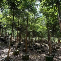 海南红豆原生苗1-5分，基地直销，一手货源，大量低价出售