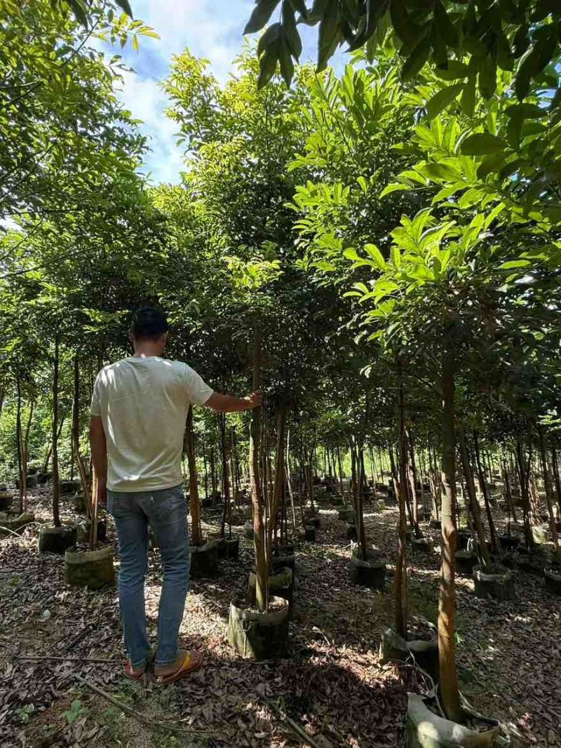 海南红豆原生苗1-5分，基地直销，一手货源，大量低价出售