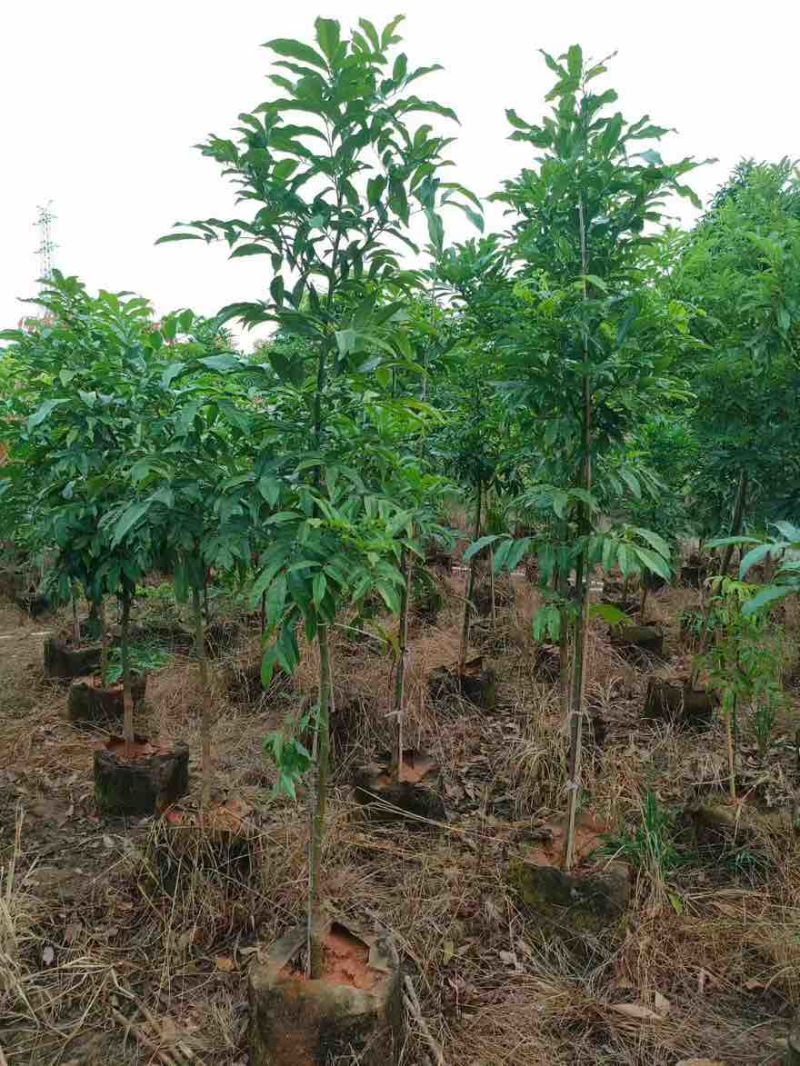 海南红豆原生苗1-5分，基地直销，一手货源，大量低价出售