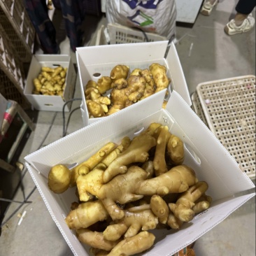 山东【小黄姜】基地常年供应货源充足