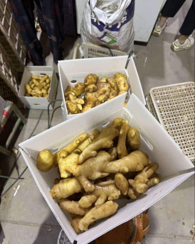 山东【小黄姜】基地常年供应货源充足