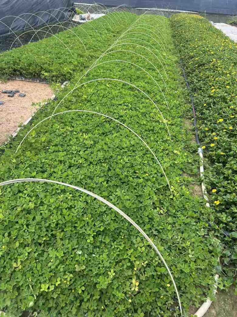 蔓花生(花生藤)10-40高，3斤袋，5斤袋，7斤袋，大量出