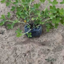 蔓花生(花生藤)10-40高，规格齐全，基地直销，一手货源